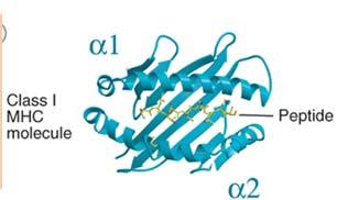 mikroglobulin) Kjeden er en transmembran polypeptid kjede med tre domener 1 2 og 3, 1 2 folder seg slik at det