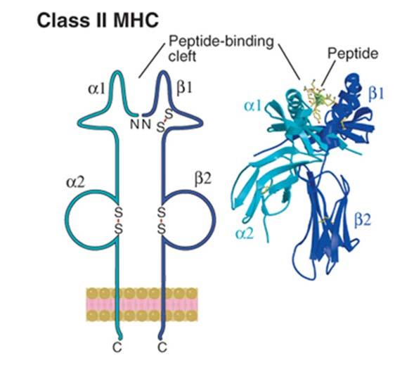 fosforylering Struktur for for HLA HLA klasse klasse II molekylene I som molekylene presenterer peptid antigen