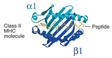 HLA-DR HLA-DP og HLA-DQ Polypeptidkjedene er transmembrane og består av to domener 1, 2 og 1 og 2.