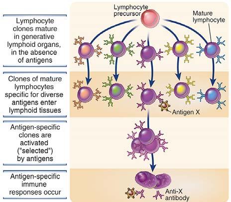 seleksjon Hvert antigen (x) bindes til en klon som er spesifikk for antigen (x) Et antigen har flere antigene determinanter (epitoper)