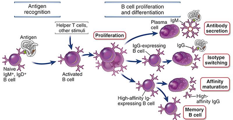 B lymfocyttene ulike faser i humoral
