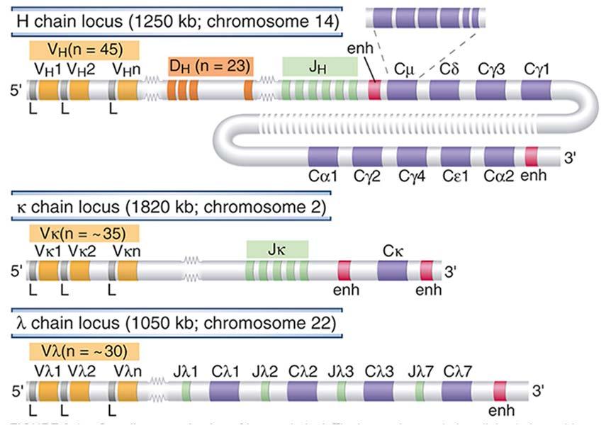 Få gener mange patogener Det humane genom: 25000 gener Mangfold av Ig: ~ 10 11 TCR: ~ 10 16 Hvordan er det mulig?