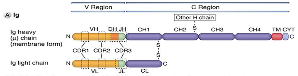 Domener av tung og lett kjede i immunglobulin HV=CDR binder antigen stor variasjon i