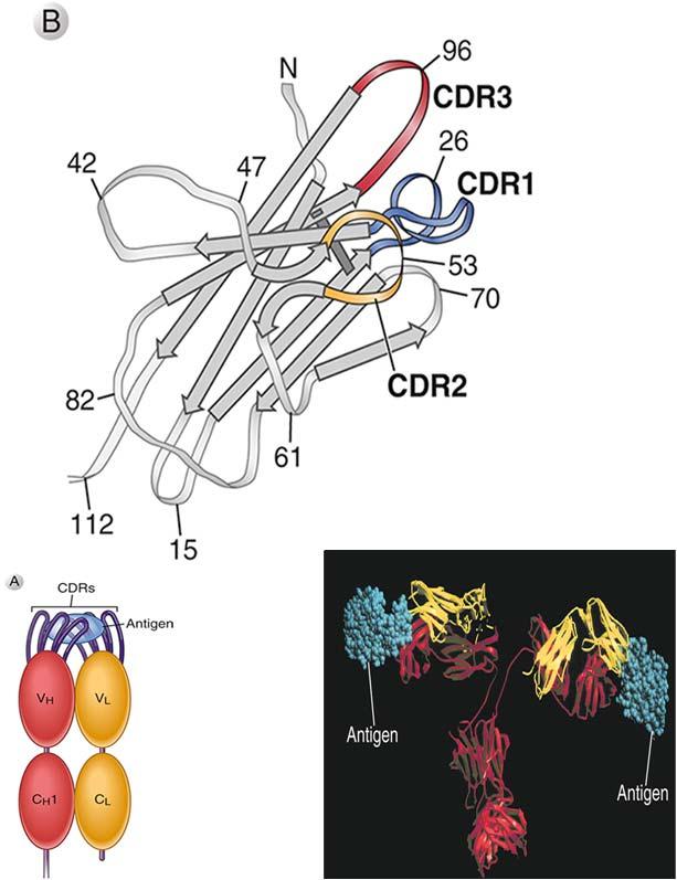 (HV) eller CDR 1, 2 og 3 (complement determining regions) som binder antigen CDR3