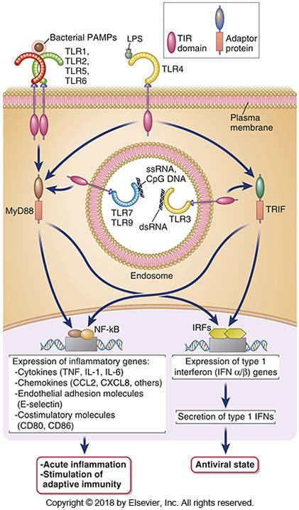 . Signalveier og funksjonen til flere TLRer TLRs aktiverer signalveier som fører til aktivering av