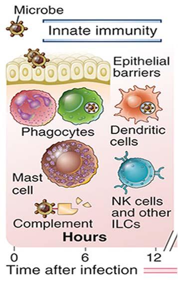 ved medfødt immunitet Reagerer raskt Alle celler av en celletype bærer de samme reseptorene.