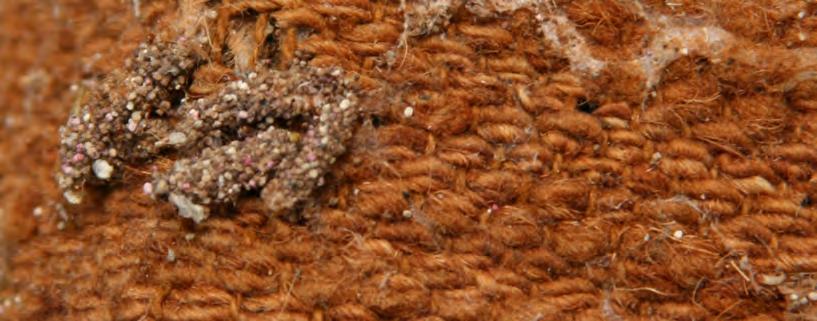 Tekstil- og museumskadedyr vegger og gulv. Noen voksne klannere spiser pollen og nektar, mens andre ikke tar til seg næring som voksne.