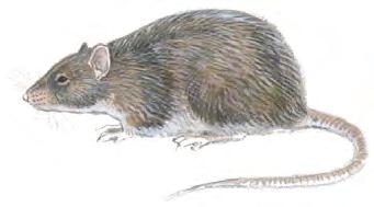 Rotter og mus Brunrotte, svartrotte og vånd Brunrotte og svartrotte ligner veldig på hverandre, men de kan skilles på enkelte kjennetegn.