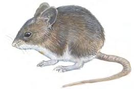 Rotter og mus Husmus, småskogmus og storskogmus Husmus har et karakteristisk hakk på innsiden av fortennene (a), mens man ikke finner dette hos skogmusene (b).