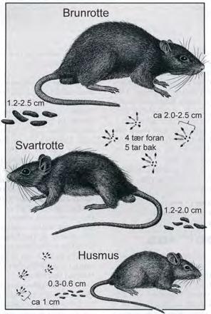 Rotter og mus Fotspor i støv (eventuelt talkum/mel som er strødd ut) kan brukes for å bestemme om det er rotter eller mus man har med å gjøre.