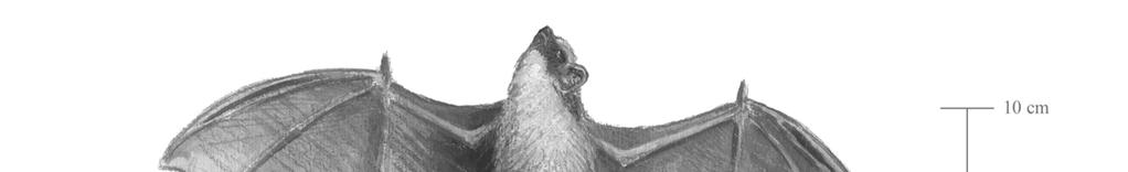 Pensumdyr 1. Flaggermus (nordflaggermus) - Har vinger 2.