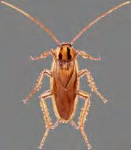 De fleste kakerlakker har en flattrykt kropp, oval kroppsform, lite hode og lange trådformete antenner som ofte er lengre enn kroppen.