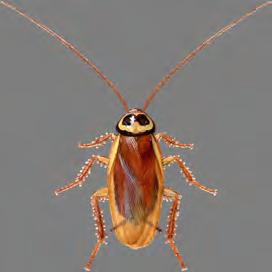 Disse kakerlakkene er større enn markkakerlakken, tysk og brunbeltet kakerlakk.