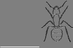 Maur generell beskrivelse Livssyklus Maur har fullstendig forvandling. Fra egg klekker det en liten, hvit larve. Denne utvikler seg gjennom flere hudskifter og vil til slutt forpuppe seg.