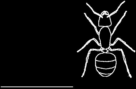 Maur lever i velorganiserte samfunn som består av mange individer. Et maursamfunn kan ha ett eller flere reir og en eller flere dronninger.