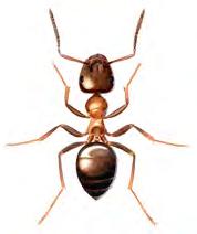 Maur generell beskrivelse Svart jordmaur elsker søt mat og forsyner seg av tilgjengelig av søte matvarer innendørs. Dette skjer særlig på våren når det er lite mat ute.