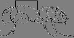 Maur stokkmaur Utseende Stokkmaur er vår største maur og dronningene kan være opptil 18 mm lange.