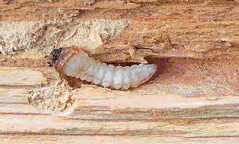 Treskadedyr Husbukk (Hylotrupes bajulus) Relativ fordeling av husbukkjobber (%) Husbukk larve og skadet trevirke.