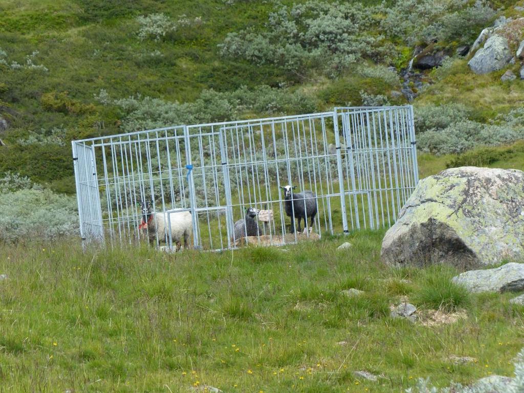 Gjerder og saltsteiner i Nordfjella Inngjerding av salteplasser Mange