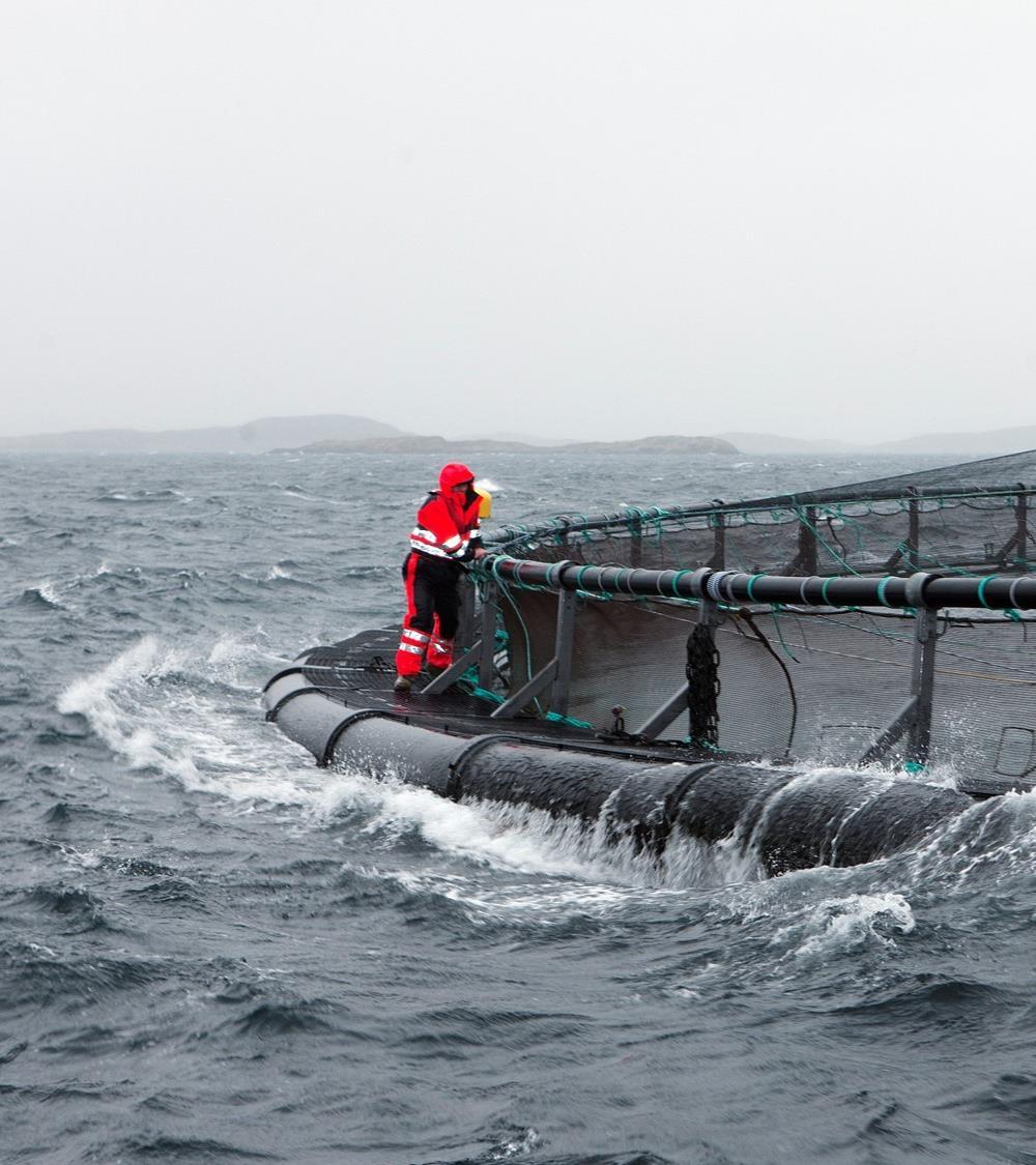 Scenario 2050: Potensial for produksjonsvekst Tall i milliarder 600 500 400 300 200 100 0 2000 2010 2030 2050 Høyproduktive havområder Marine alger Havbruk, nye