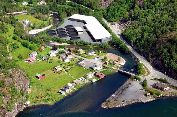 MASSEDØD: Marine Harvests nye smoltanlegg i Fjæra i Etne har fått påvist den smittsomme og dødelige bakterien Yersinia ruckeri og all yngel må destrueres.