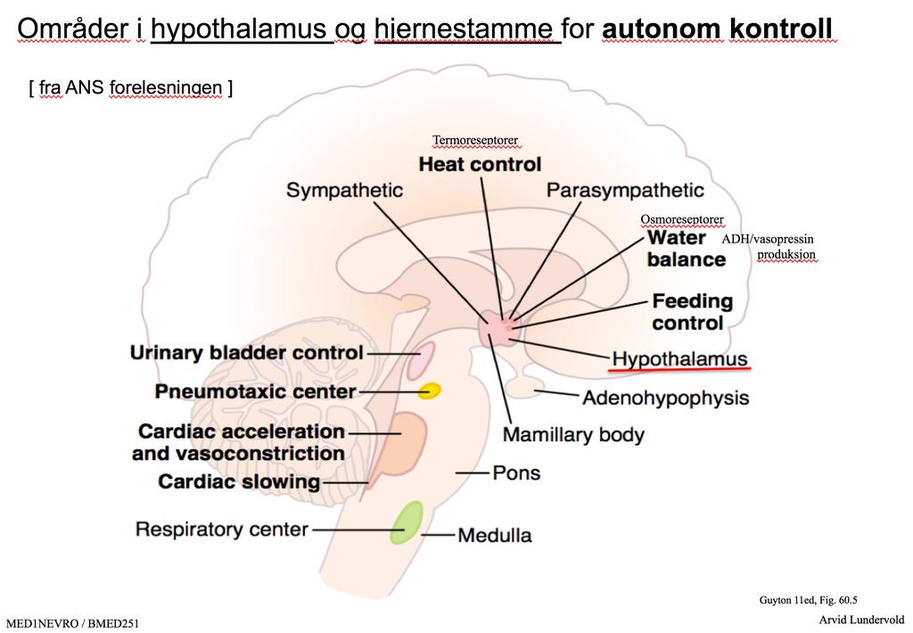 Funksjon til ulike strukturer i CNS som tar del i kontroll av bevegelse [ CPGs = Central Pattern Generator networks ] Hypothalamus Lokalisering av nettverk (CPGs) som koordinerer ulike motoriske