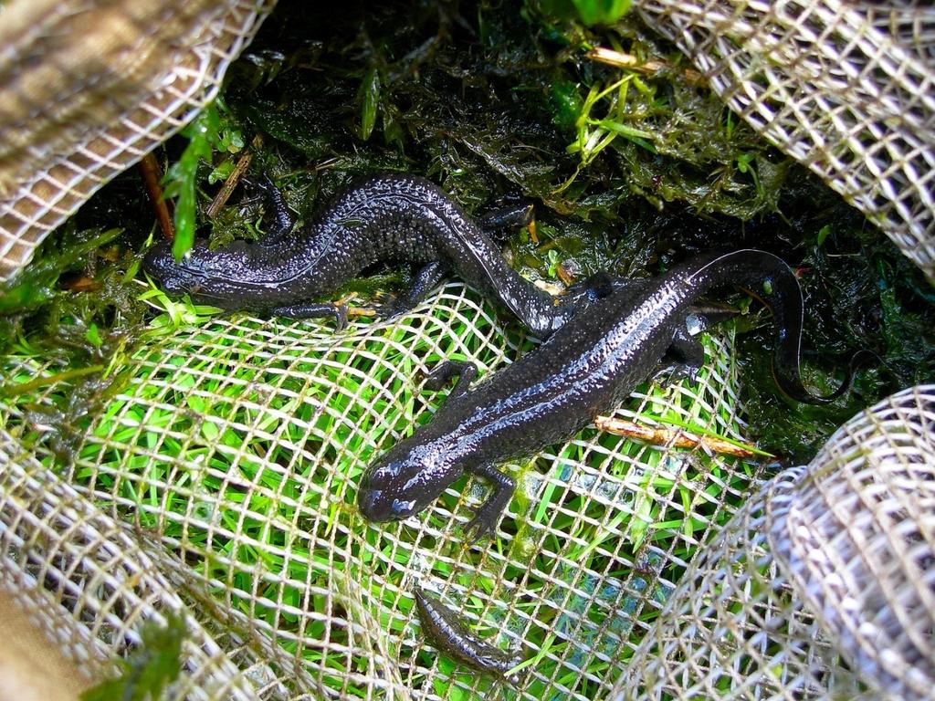 Figur 2. To individer av arten stor salamander i håven. Oversiden er sort og undersiden er sterkt safran gul med sorte prikker eller flekker (foto: Kjell Sandaas). 6.