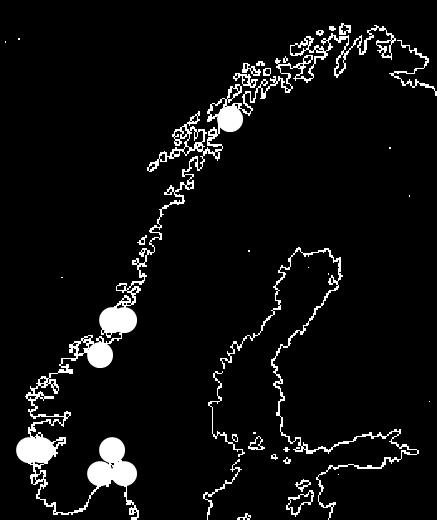 studie 1036 norske