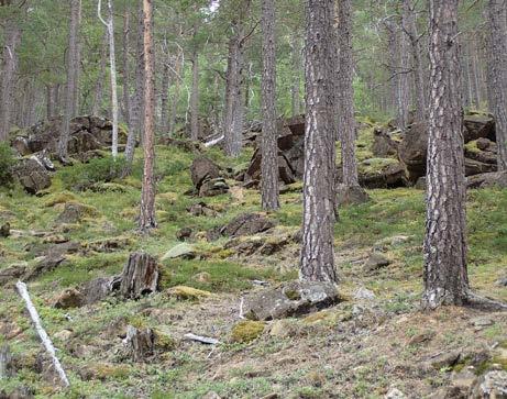 I tabellene under presenteres resultatene for 7 spørsmål som ble besvart for hver lokalitet i felt ved hjelp av en File maker-database på ipad. Se kapittel 3.5.