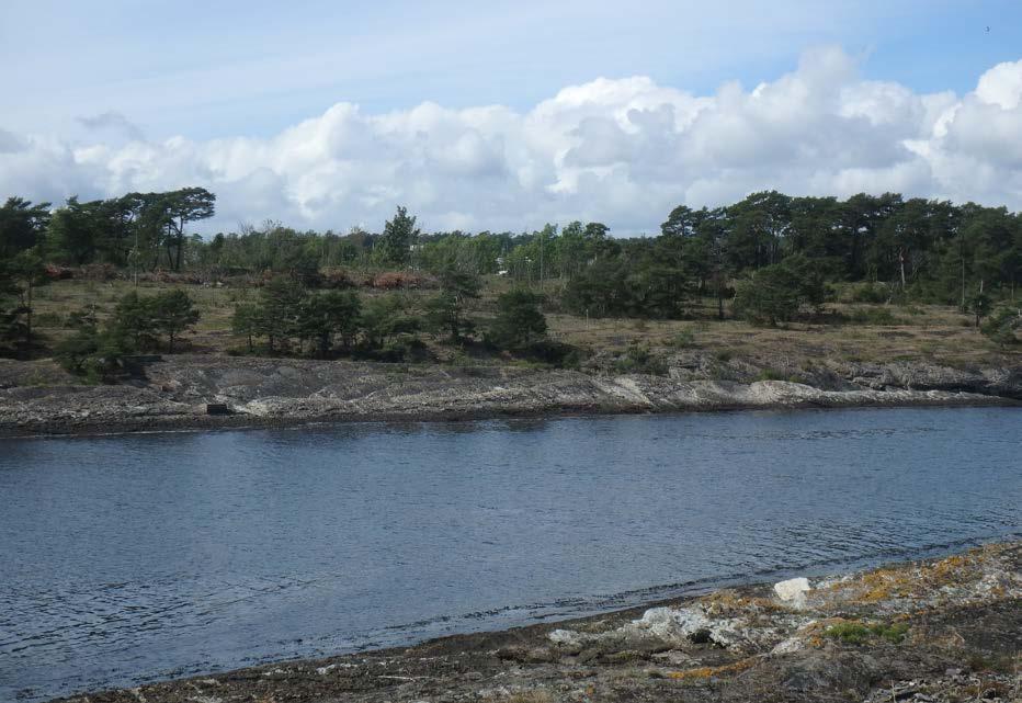 Figur 15 Veksling mellom beiteskog og semi-naturlig eng med beitepreg på Langøya i Bamble. Merk kvisthaugene som er samlet opp som følge av restaurering av de semi-naturlige engene.