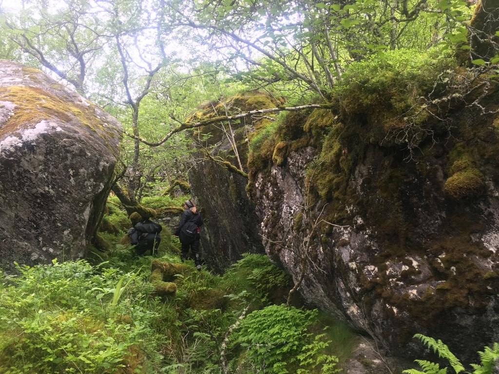Figur 17 Ved Skotten i Fræna kommune kom vi bort i denne skogen med lungeneversamfunn, som også har en del temmelig grove steinblokker.