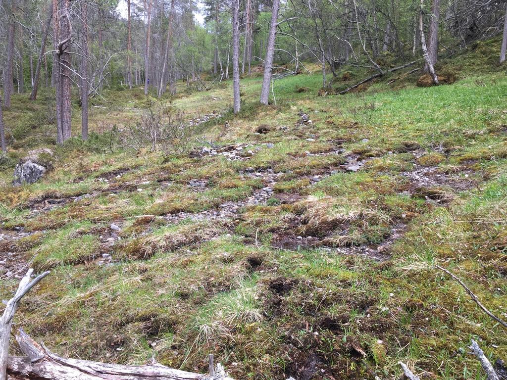 Figur 18 I Tolga ble det kartlagt flere lokaliteter med svak kilde og kildeskogsmark, som denne store her på bildet. Her ble det bl.a. funnet gulmyrull VU.