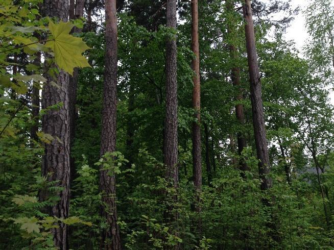 Til høyre gammel bøk i nord-vest hjørnet og betong veggen i bakgrunnen. Foto: Madlaina Bichsel.