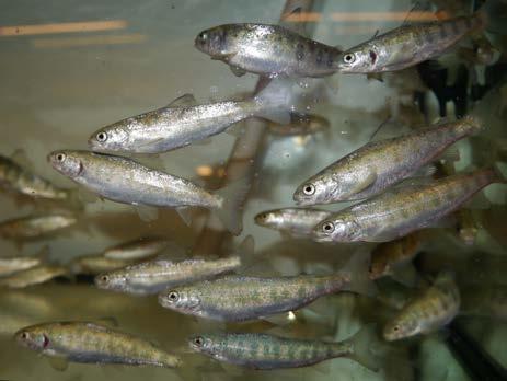 Milepæl: Miljøberikelse for laks i laboratorieforsøk (ENRICH Fish) Laksen er Norges mest brukte forsøksdyr.