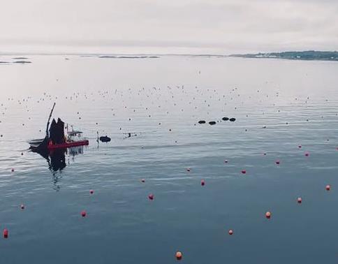 Kelp industrial production: Potential impacts on coastal ecosystems Aim: Provide an integrated assessment of positive and negative impacts of industrial-scaled kelp farming