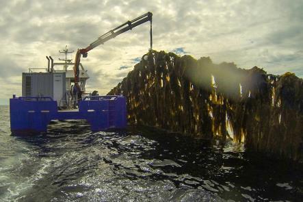 vannsøylen of kelp og på havbunnen production on betydelig? coastal open water and sea floor ecosystems.