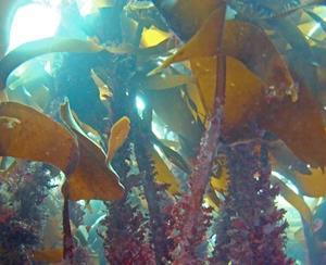 utgjøre en trussel for environments. naturlig tareskog og det marine miljø?