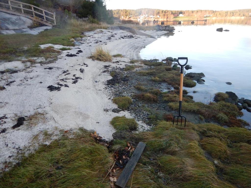 sagtang. Graving i bunnsedimentene avdekket også her en stor bestand av rødlistearten vanlig sandskjell over hele stranda og opp til ca. 50 cm dyp.