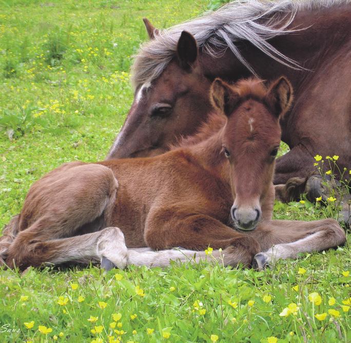 Andre forsikringer for hesten Foster- og føllforsikring Foster- og føllforsikring er en kombinert livs- og veterinærforsikring som gir fullstendig trygghet for det ufødte føllet og tiden etter fødsel.