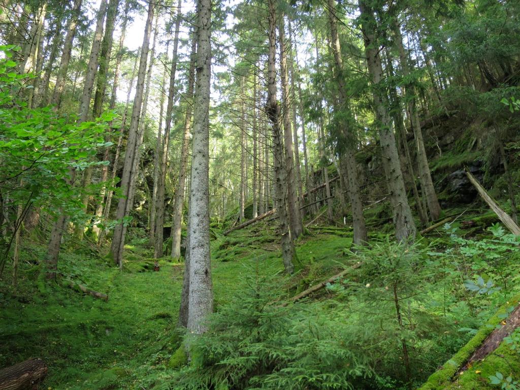 mot skaret mellom Sagåsen og Folungåsen