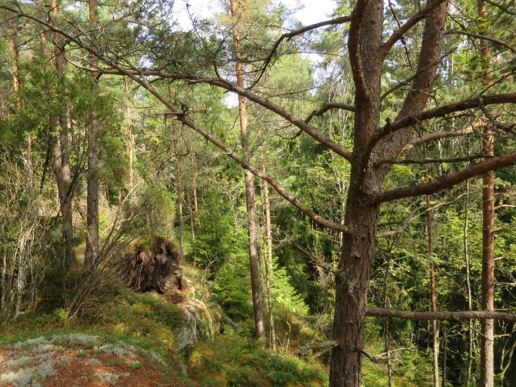 Rambergdalen Foto: Stefan Olberg Øvre del