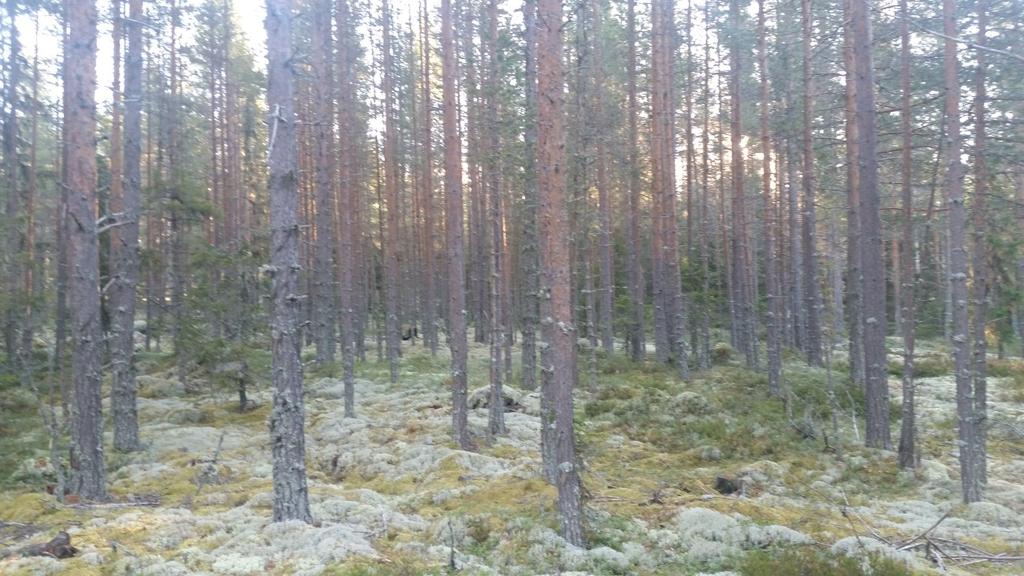 Bilder fra området Tuppsjøen