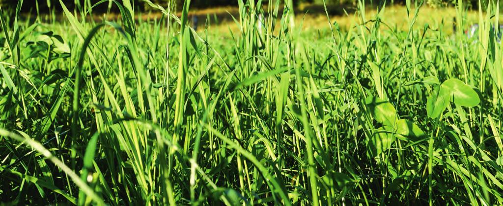FÔRGRAS Westerwoldsk (ettårig) raigras Et ettårig gras som etablerer seg raskt om våren. Normal høstetid etter 45 50 dager og normalavling på 600 FEm/daa.