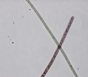 Planteplankton Tidligere undersøkelser viser at planteplanktonsamfunnet var