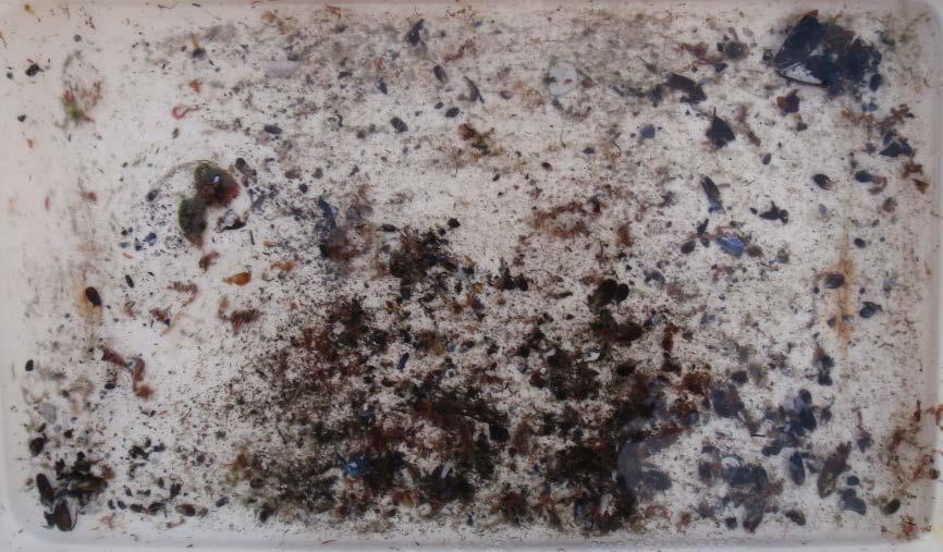 Restsedimentet etter siling bestod av finkorna sand, grov skjelsand og tomme knuste blåskjel frå anleggsinstallasjonen. Generelt sett lite restsediment. Anslagsvis 40-60 Polychaeta av ulike artar.