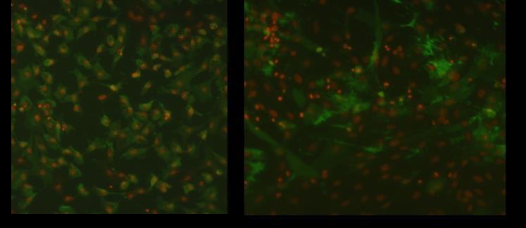 Figur 6: Celler fra hjerte laks infisert med virulent ILAV (ILAV-positive er visualisert med mab+fitc-farging) Samtlige cellekulturer er undersøkt for mottakelighet for ILAV HPR0.