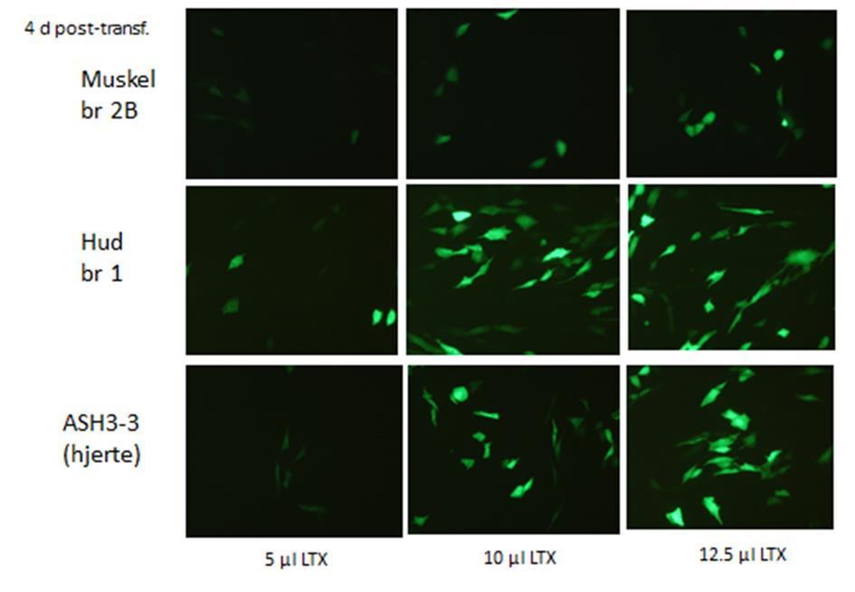 Det er gjennomført omfattende undersøkelser av transfeksjonsfrekvens ved ulike betingelser med kontrollplasmider som uttrykte Green Fluorescent Protein (GFP) for de ulike cellekulturene, og kulturene