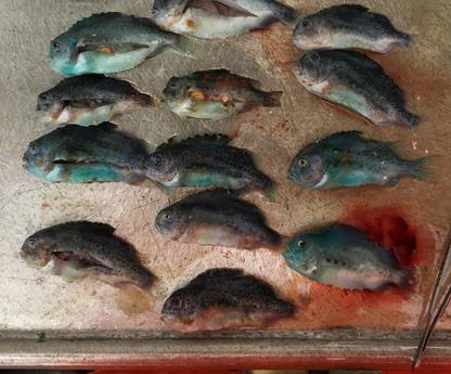 Velferdsindikatorer avmagring Erfaring: Mager dødfisk dødfisk uten fôr i tarm og uten synlige