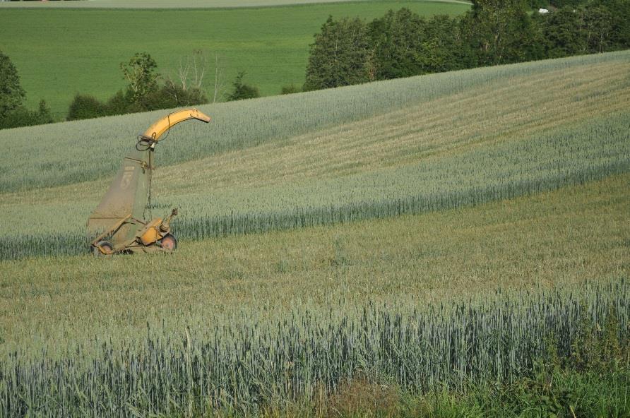 Korn slått til grønnfôr Søker har noen valg kan gi store utslag i erstatning Søknad korn Søknad grovfôr salgsproduksjon Søknad grovfôr grovfôrdyr Slått 6. - 16. juli Gjennomsnittsavling?