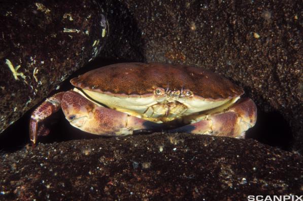 4.1.21 Vegard selger krabber og ville sjekke kvaliteten på krabbene. Han kokte 30 krabber og tabellen viser hvordan krabbene fordelte seg.